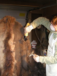 How to Shear a Bison